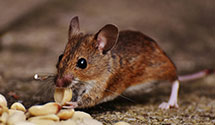24 Hour & Emergency Exterminators in Lostine, OR